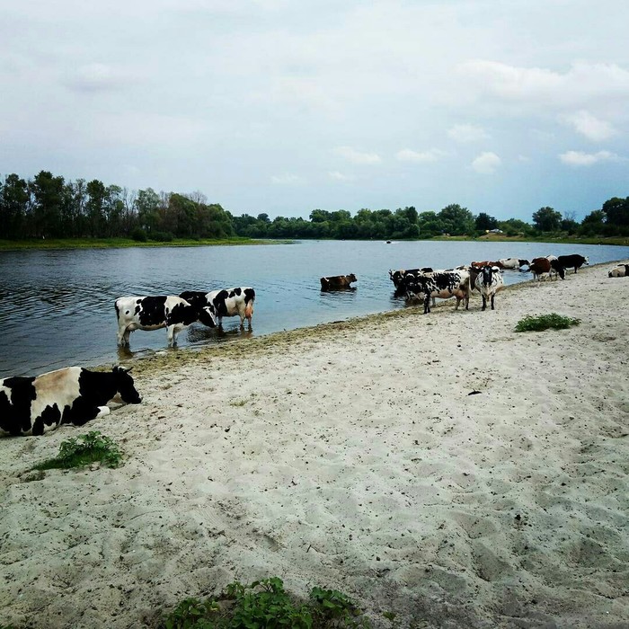 Vacation - My, Cow, Beach, The photo, Vacation, River