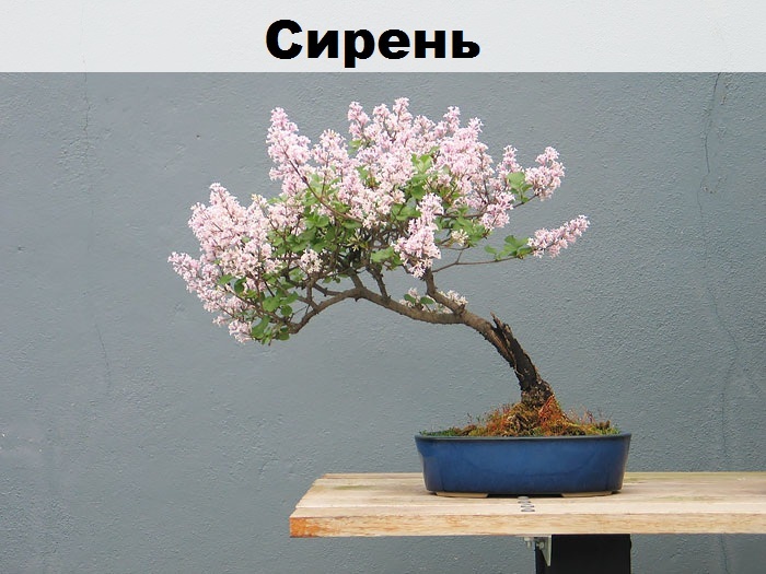 Such a different bonsai - Bonsai, Interesting, Longpost