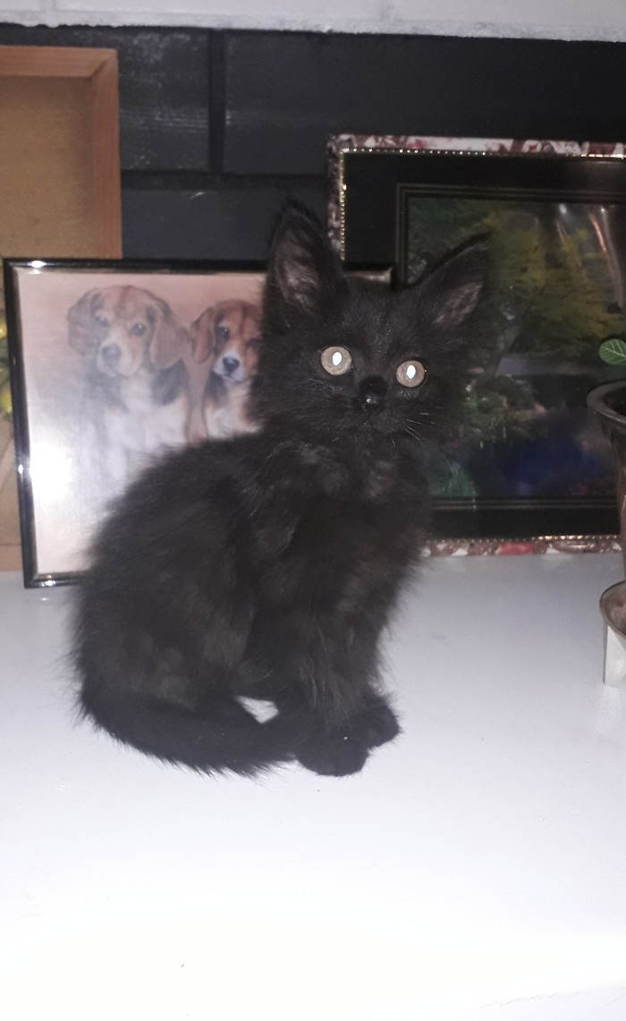 Kise needs a home. - cat, Longpost, Milota, Kittens, No rating, In good hands, My