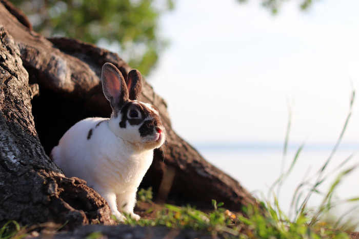 Rabbit House с прекрасным видом