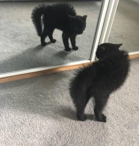 Who are you??? - cat, Reflection, Mirror