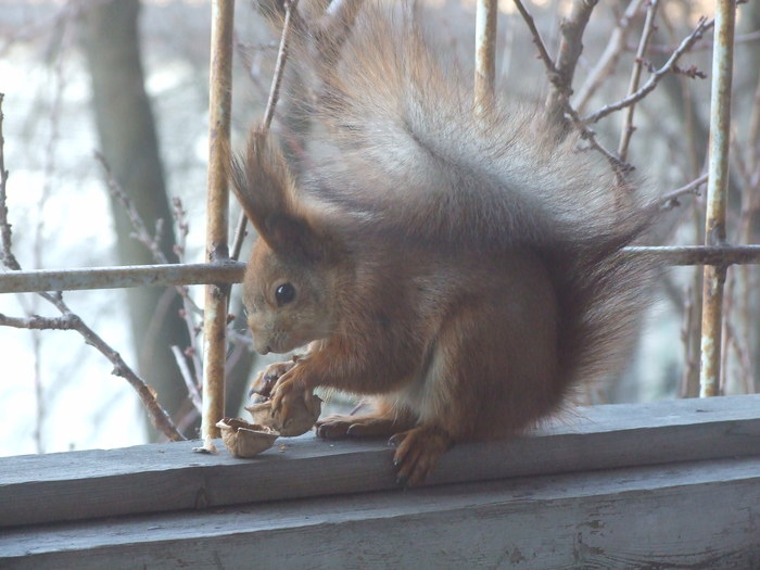 Autumn is coming, it's time to stock up for the winter in order to feed these red fluffies in the spring - My, Nature, Squirrel, Children, Longpost