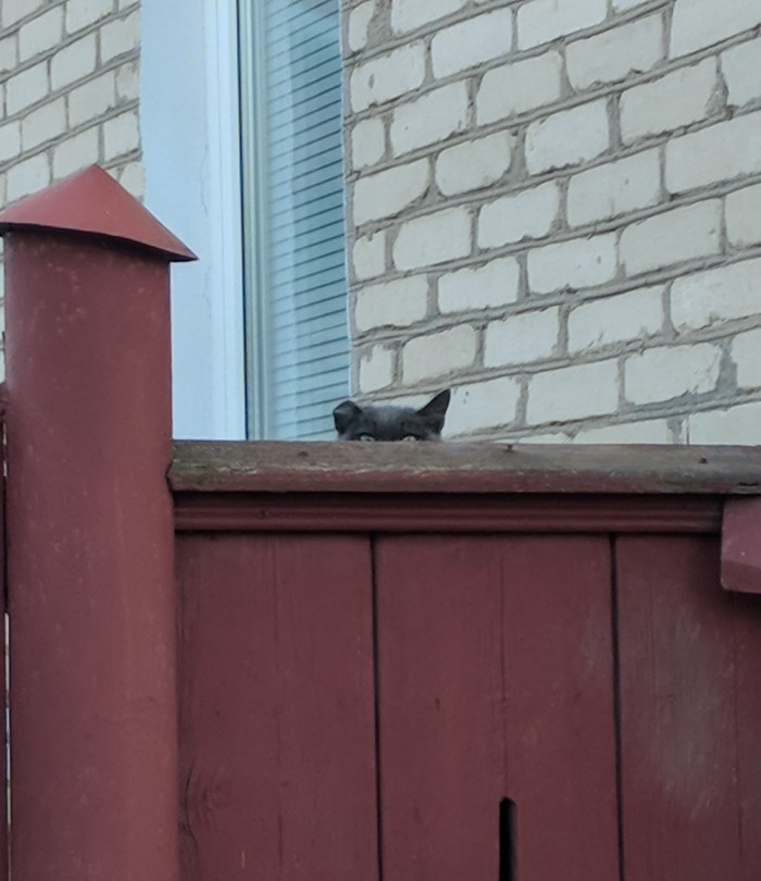 Surveillance, level Cat. - Surveillance, My, cat