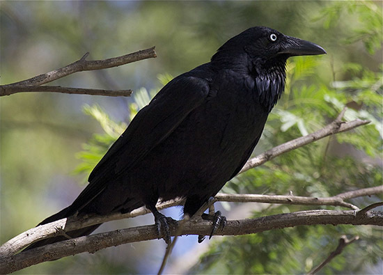 Raven and crow - Crow, Crow, Biology, Animals