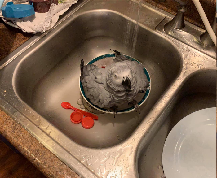 ������� ������