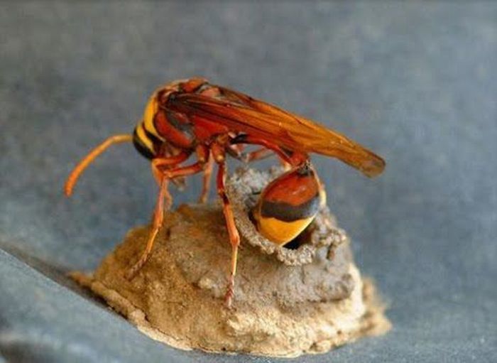 A wasp's nest or how a catastrophe happened because of an insect - My, Airplane, Catastrophe, Aviation, Wasp, Insects, Flight, Plane crash, Longpost