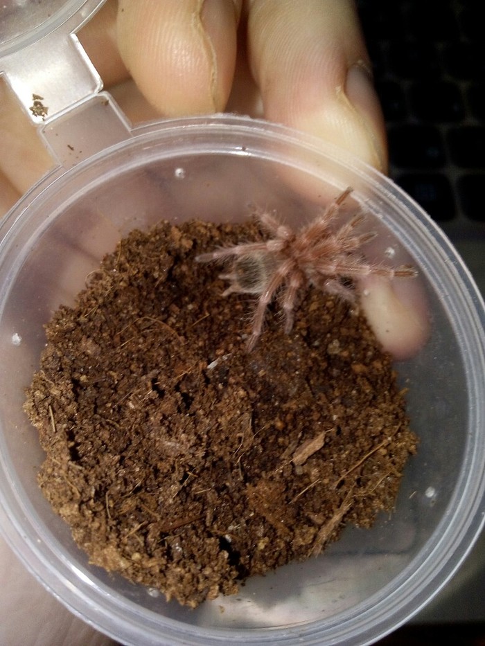 How do we get spiders. - My, Bird spiders, Pet, Cockroaches, Fluffy, Longpost, Pets