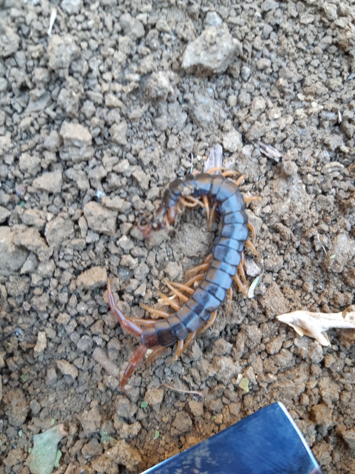 Crimean centipede - My, Crimea, Scolopendra, Longpost