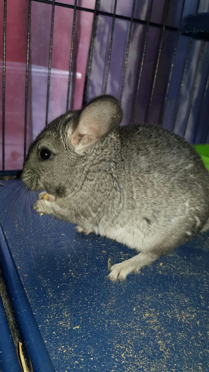 Distribution of happiness! - My, Chinchilla, , Pet, Fluffy, Longpost, Pets