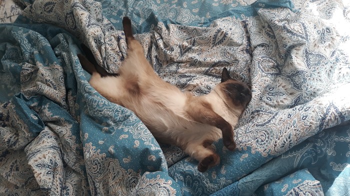 Хорошо устроился