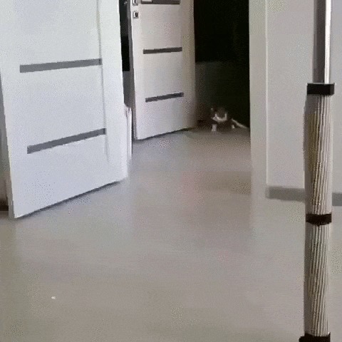 Котик-инвалид играет с лазерной указкой Кот, Котомафия, Домашние животные, Инвалид, Лазерная Указка, Игры, Гифка