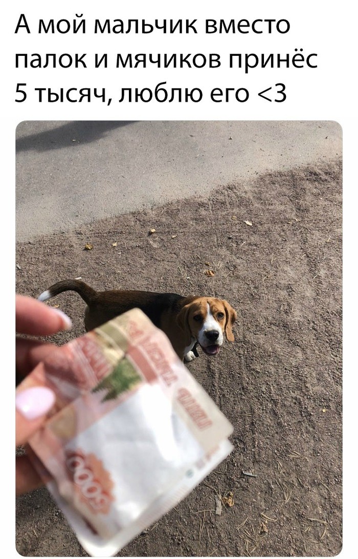 Very good boy - Money, Dog, Good boy