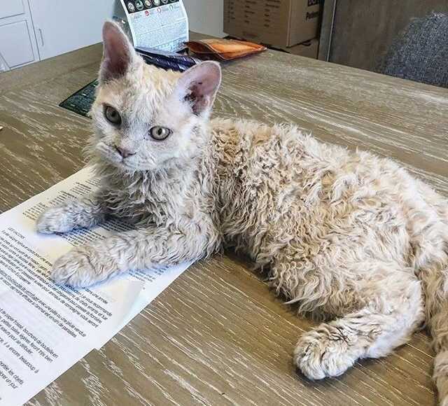 Curly cuties - Selkirk rex, cat, Kittens, Milota, Longpost