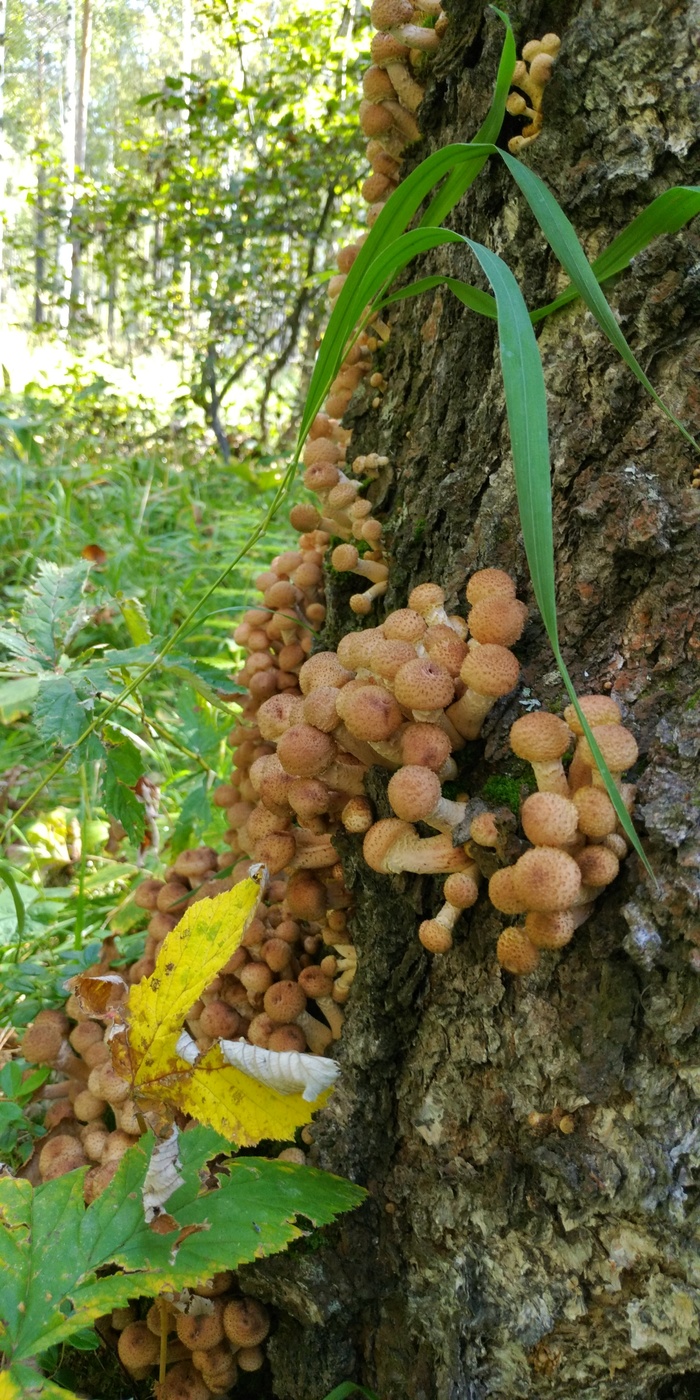 Honey mushrooms - My, Honey mushrooms, Irkutsk, Mushrooms, Longpost