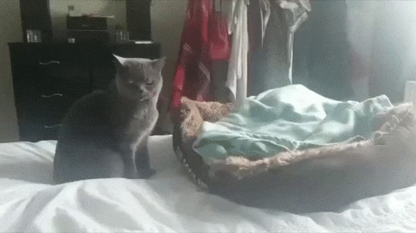 Подъем! Кот, Собака, Домашние животные, Сон, Пробуждение, Гифка