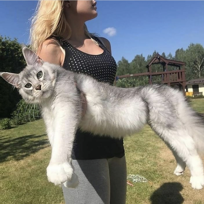 На самом деле я хаски