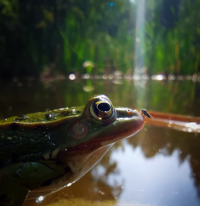 standoff) - My, The photo, Mobile photography, Nature, Frogs, Муха