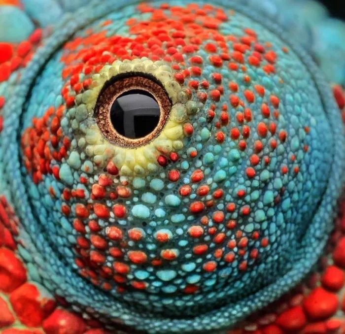 chameleon eye - Chameleon, Macro photography