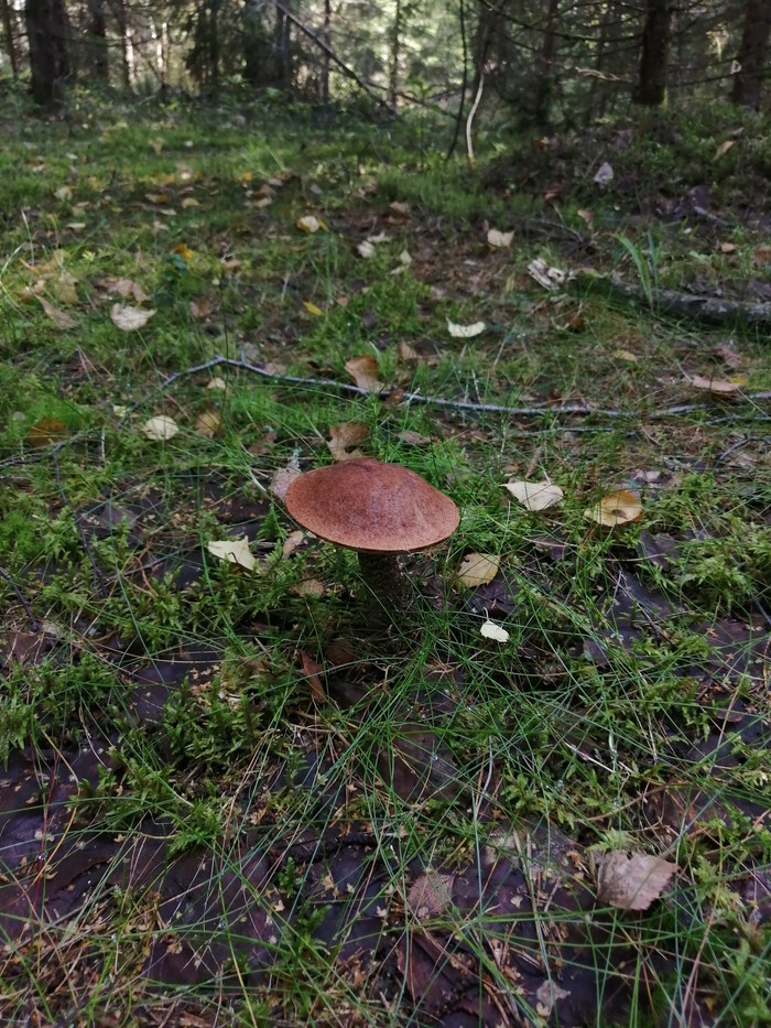 Forest, but with a surprise - Longpost, My, Story, Forest, Mushrooms