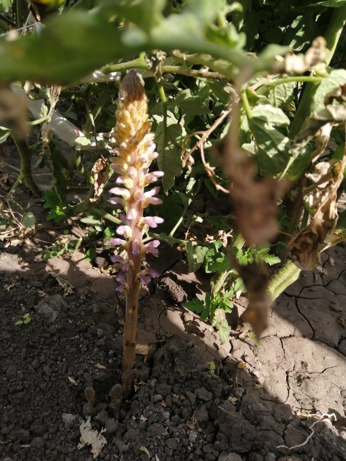 What is this plant? - My, Plants, Biology, Longpost