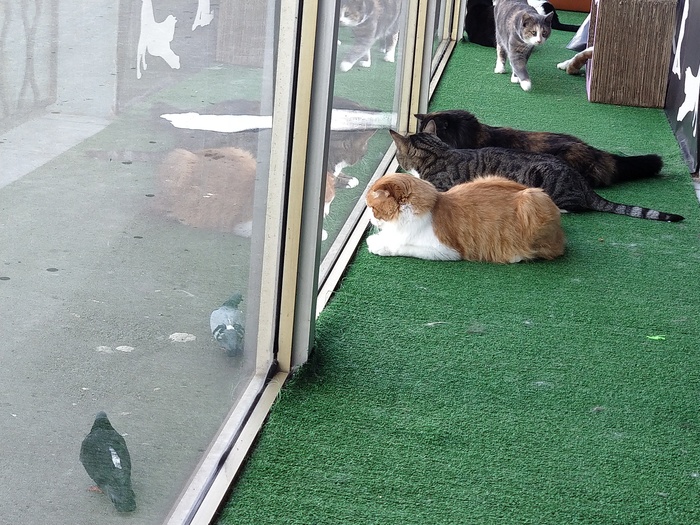 Three-cats and doves - Catomafia, cat house, cat, My