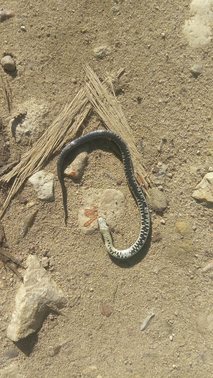 The children found a dead snake. - My, The photo, Snake, Road accident, , Animals, Crushed