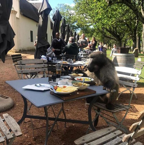 The baboon came to the restaurant and enjoyed the food from the tables - Animals, Food, Monkey, A restaurant, Longpost