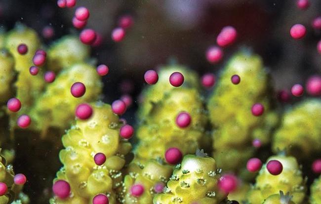 New threat to corals - breeding problems (Science) - The science, news, Biology, Coral, Reproduction