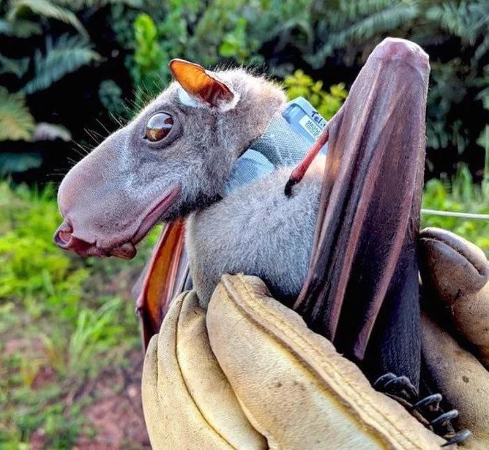 Hammer bat, ladies and gentlemen. - Bats, Africa, Bats