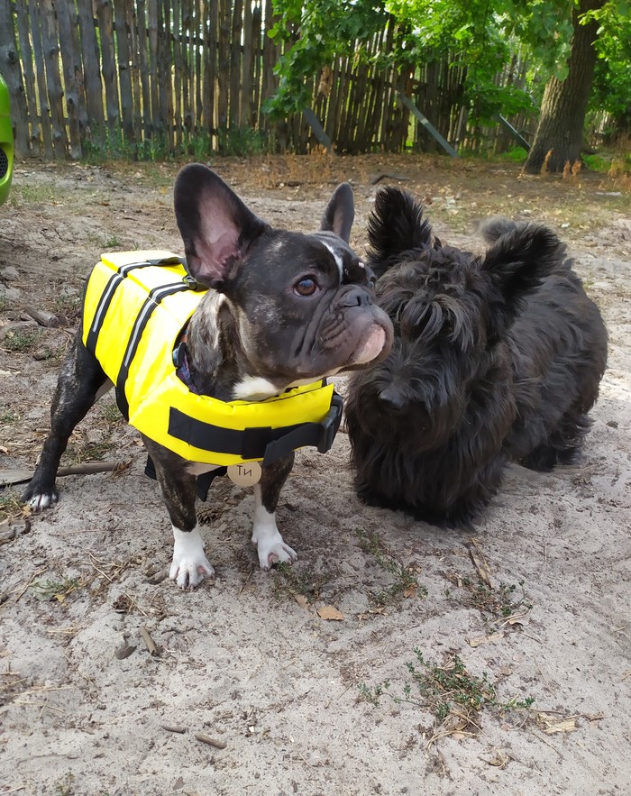 Water safety rules are not just for people - My, French Bulldog, Safety on the water, Life jacket, Relaxation, Dog