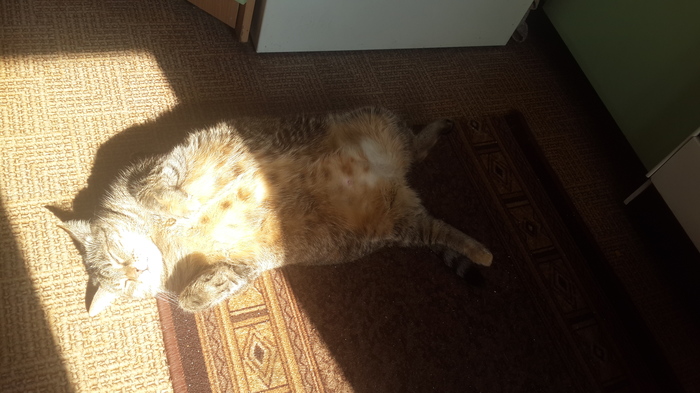 Catching the last sunny days - My, cat, Thick, The sun, Milota, Thick