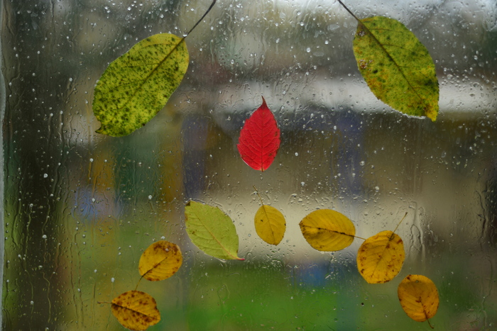 Autumn :-( - My, The photo, Autumn, Leaves