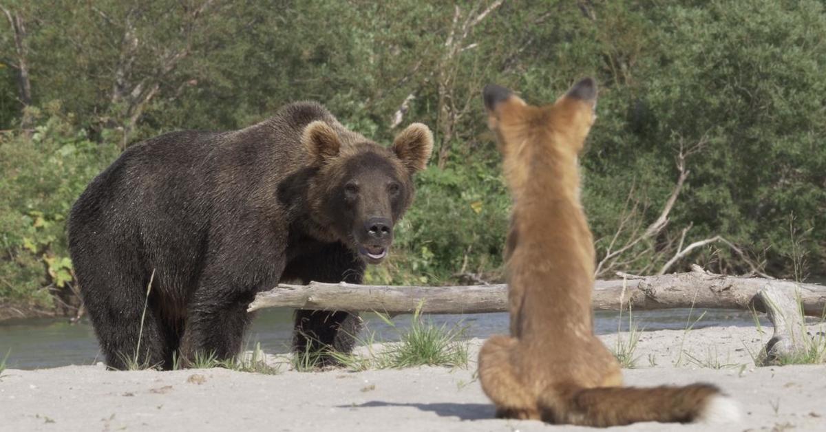 В зоопарке мы видели лисиц медведя. Медведь и лиса. Лис и медведь. Медведь и лиса в природе. Лиса и медведь фото.