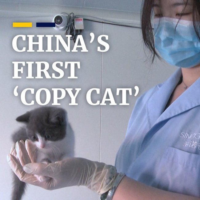 Фабрика домашних животных: как Китай сделал клонирование бизнесом Новости, Клонирование, Китай, Длиннопост, Животные