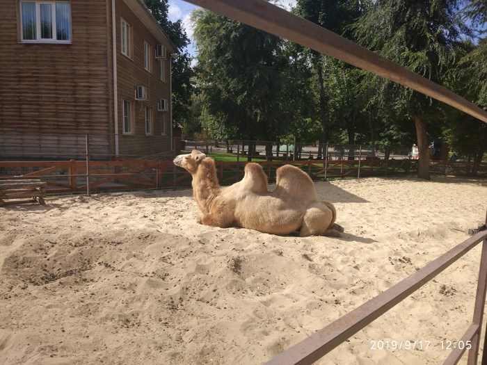 Самый красивый верблюд Воронежского Зоопарка. Верблюды, Воронеж, Зоопарк