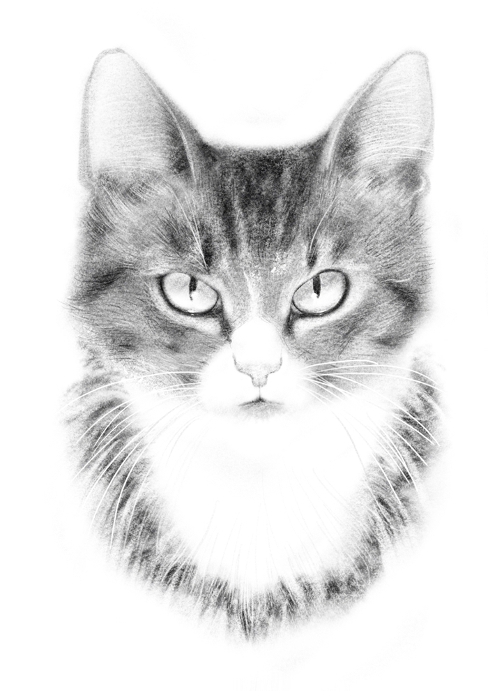 Весна пришла) Кот, Арт, Приют для животных, Помощь животным, Procreate, Цифровой рисунок