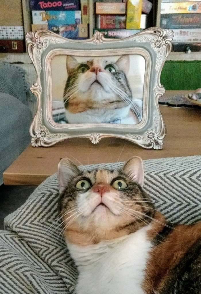 Damn photogenic! - cat, , The photo, Photogenic