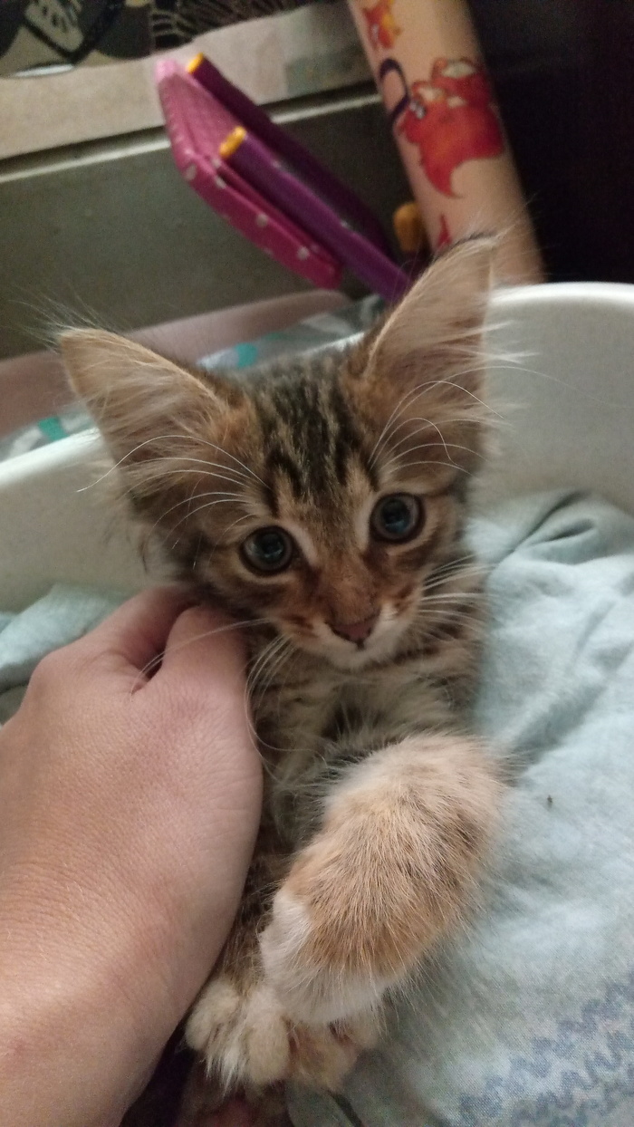 Кому котенка?