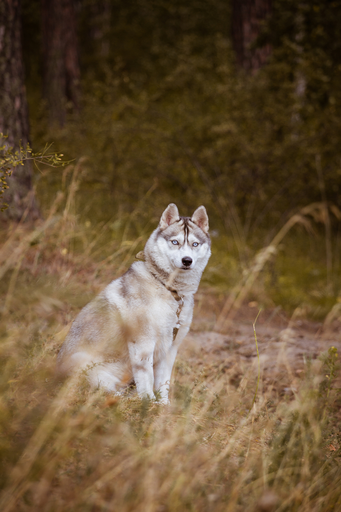 shaggy model - My, Husky, Actors and actresses, Dog, Eyes, Models, Longpost