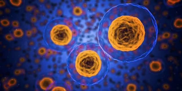 Scientists have discovered cells that can regenerate human tissue - My, The science, Treatment, Longpost