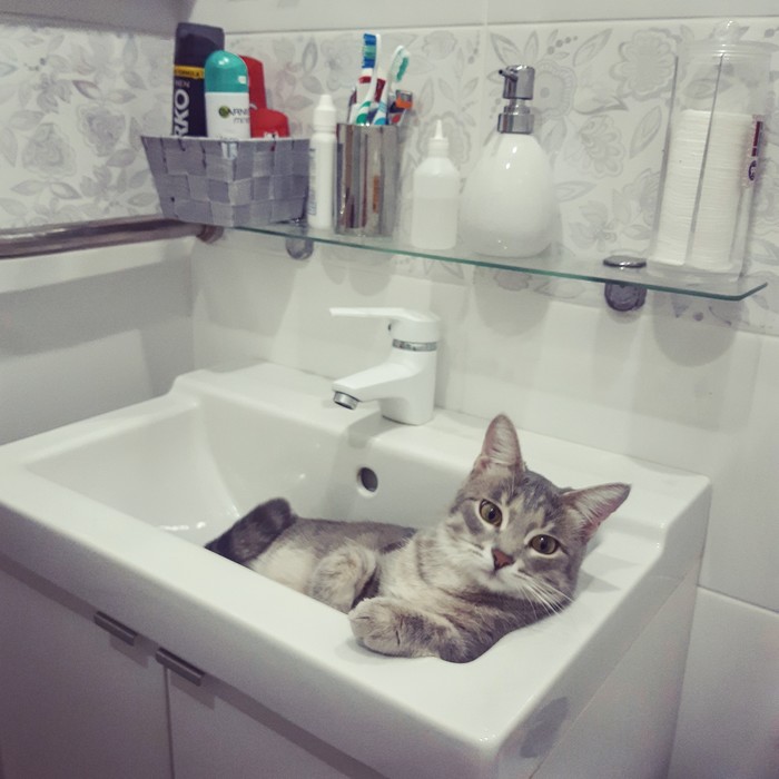 It's a comfortable place. Perhaps I'll lie down here. PSSfotkala on a soap dish, do not judge strictly :) - My, Comfort, cat, Sink