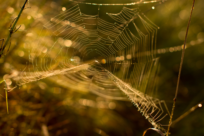 Cobwebs - My, The photo, Beginning photographer, Tambov, Tambov Region, Tsna river, Morning, Web, Longpost