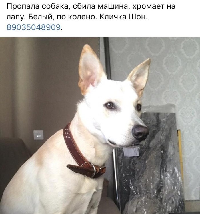 LOST DOG - My, The missing, The dog is missing, No rating, Dog, Domodedovo, Search for animals