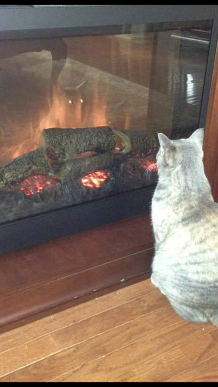 Kill them..kill them all - cat, Reddit, Satan, Demon, Fireplace