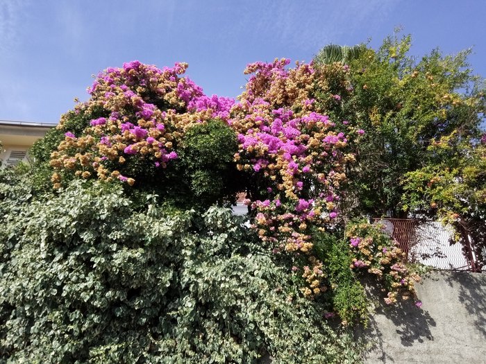 Sea, cactus with berries and monastery wine - My, Montenegro, Vacation, Geography, Drive, Video, Longpost, Overview