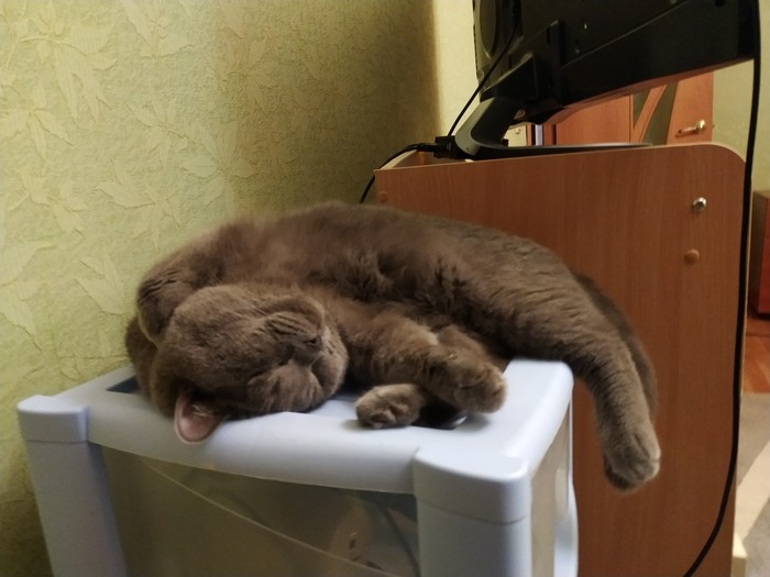 Когда устал так, что не дойти до дивана Кот, Британский кот, Длиннопост