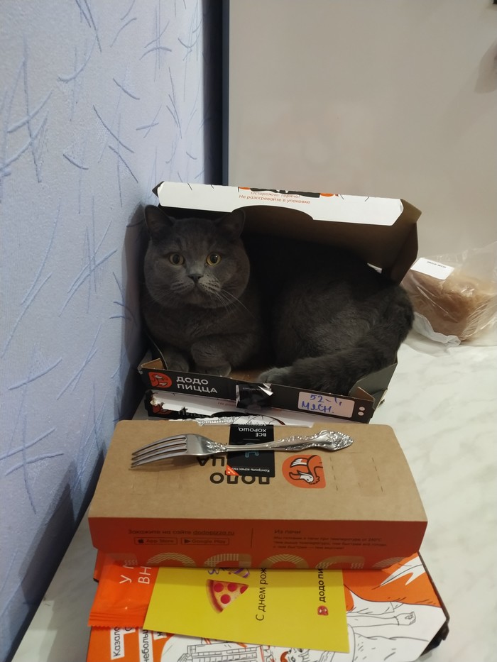 Когда устал так, что не дойти до дивана Кот, Британский кот, Длиннопост