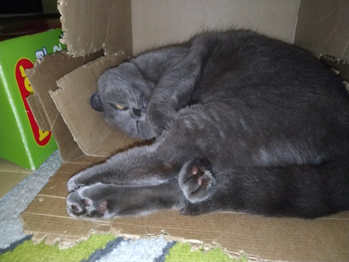 Когда устал так, что не дойти до дивана Кот, Британский кот, Длиннопост