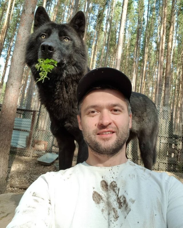 A businessman who tamed wolves is gaining popularity on Instagram. - Wolf, Pets, Pet, beauty, Longpost