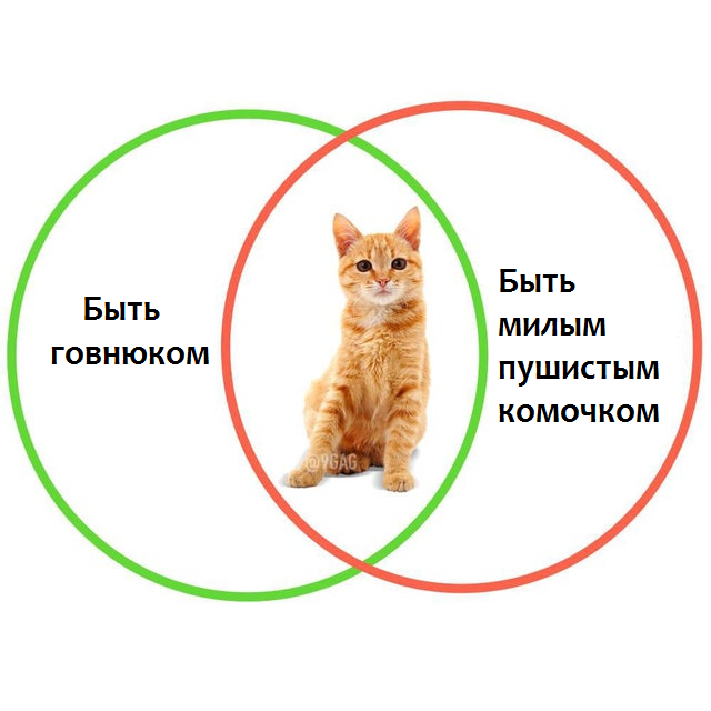 Это и коту понятно - Юмор, Перевод, Мемы, Кот